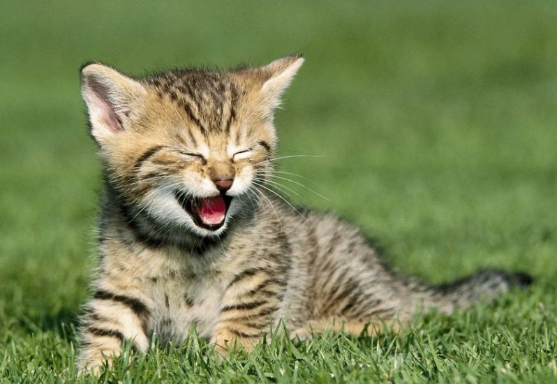 gato feliz sentado en el pasto