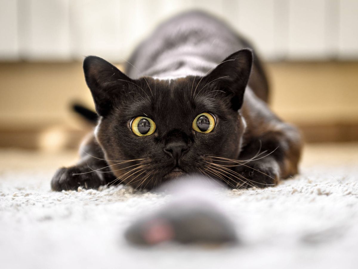 imagen de gato jugando que mustra nuestros productos destacados para gatos