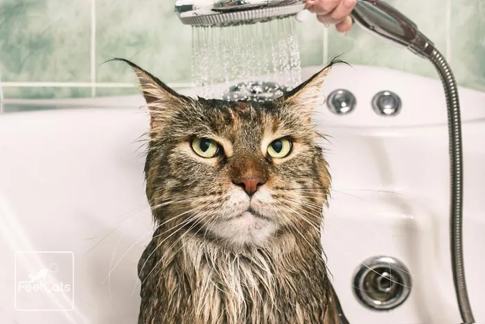 gato siendo bañado
