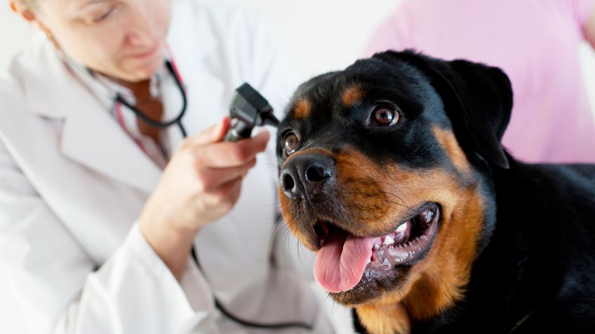 perro siendo atendido por un veterinario