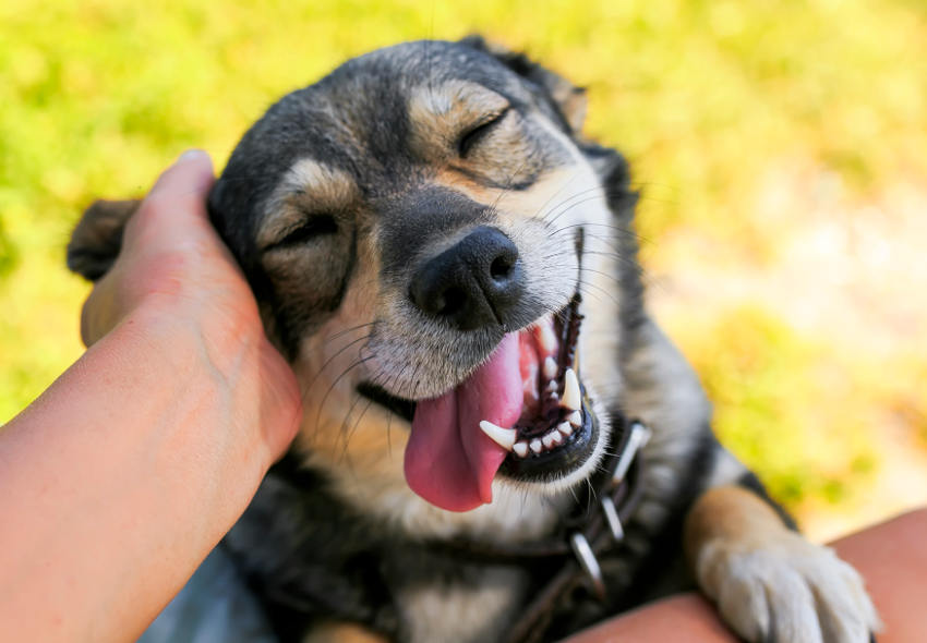 imagen de perro sonriendo que mustra nuestros productos destacados para perros